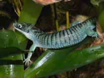 Abronia graminea (breiter Augenring)